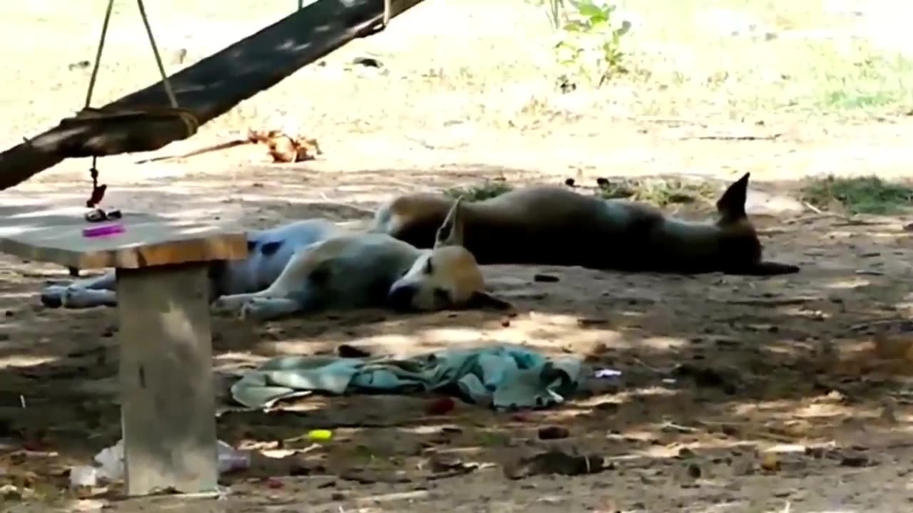 Troll Prank Dog Funny & fake Lion and Fake Tiger Prank To dog & Huge Box Prank to dog 2023