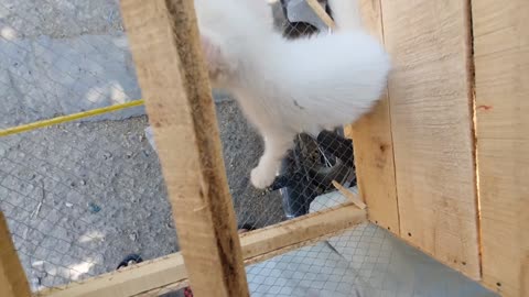 Little Funny Cat/Kitty 🐈 😻
