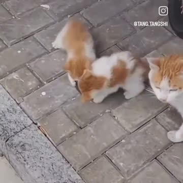 Kittens fight over food