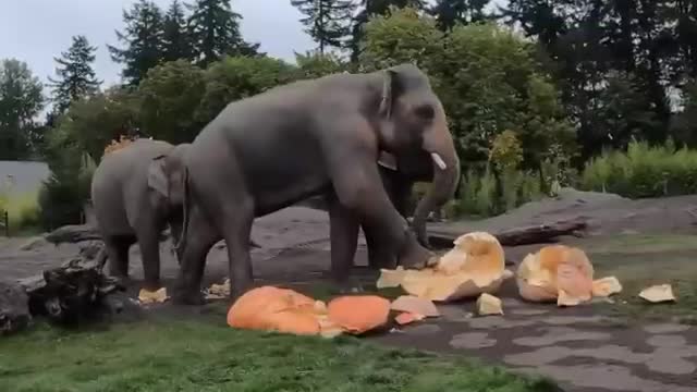 pumpkin smash Who’s excited for Halloween
