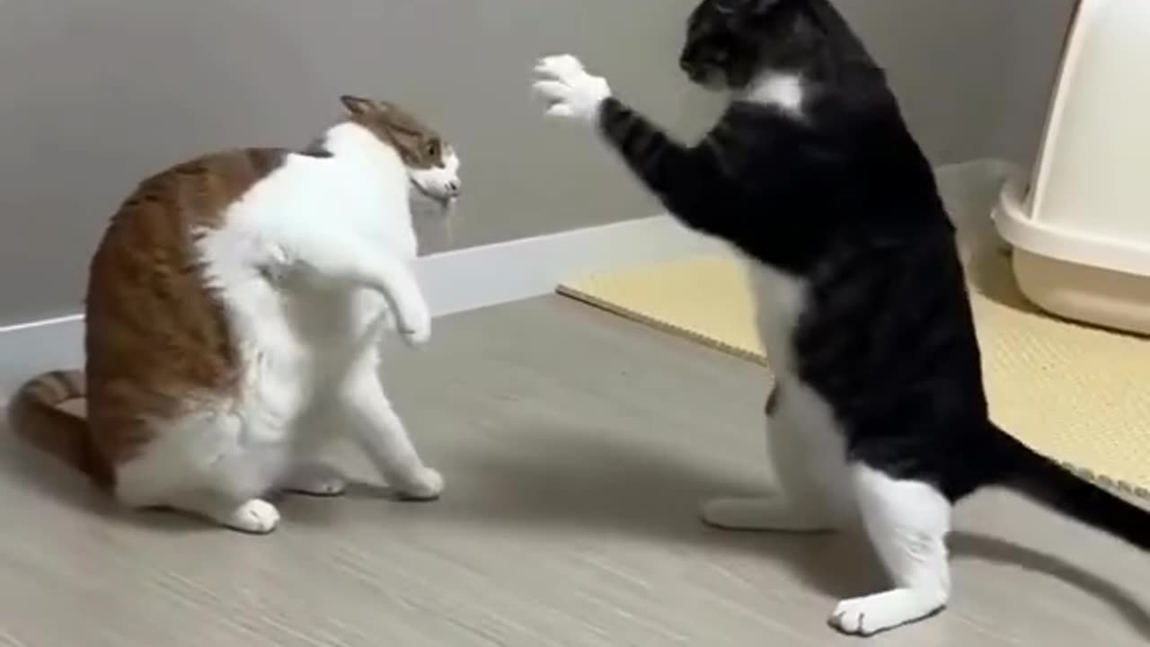 You've Never Seen a Cat Do This Before! Watch the Hilarity Unfold!
