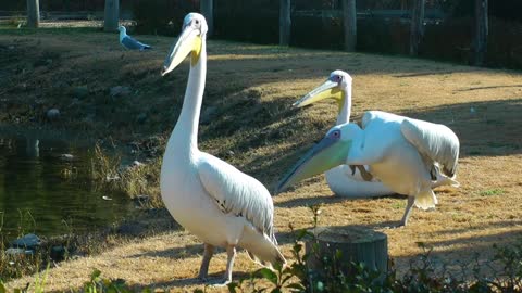 White pelicans by a lake