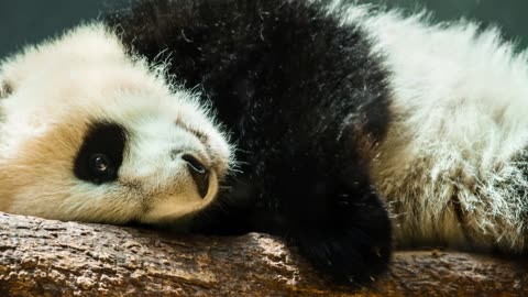 Follow Karise to get to know pandas