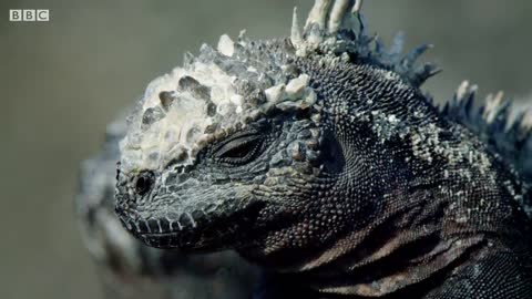 How Marine Iguanas are Surviving Climate Change | BBC Earth