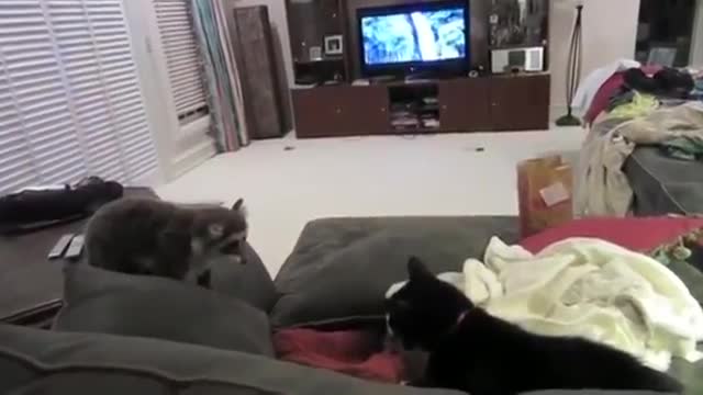 lovable and funny animal compilation videos