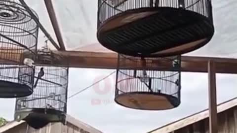 Cucok ijo gacor vs murai batu