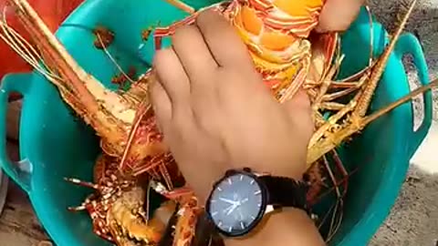 Lobster