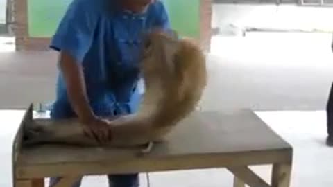 Monkey doing a workout