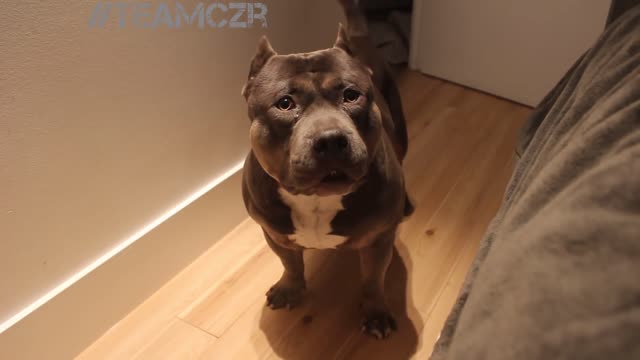 smart dog talking to his owner