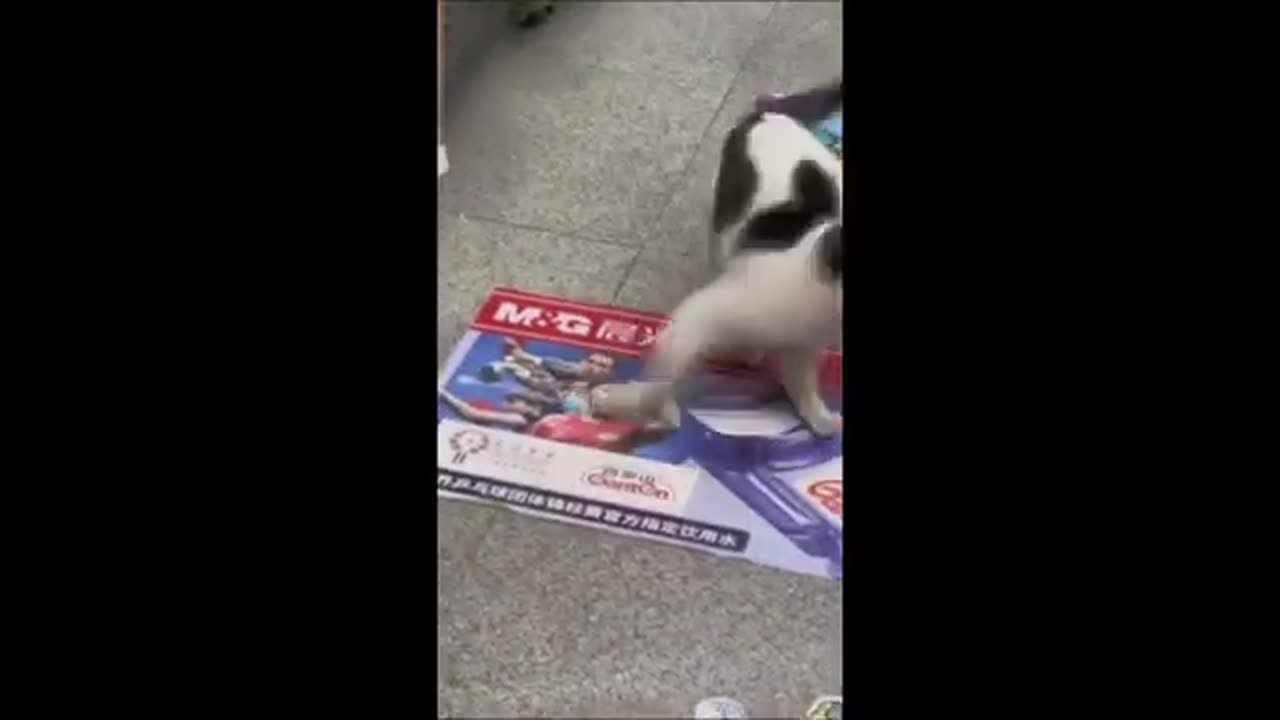 Funny animals - Funny cats / dogs - Funny animal videos