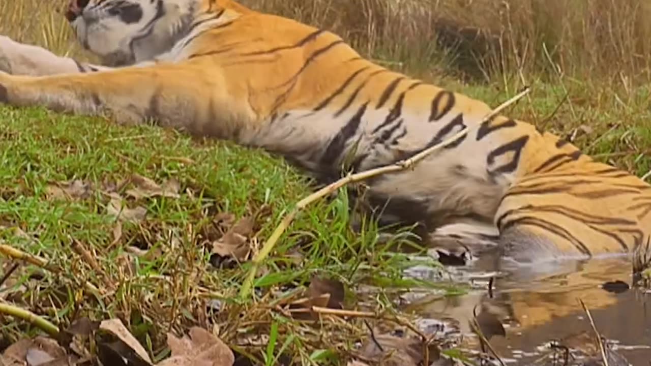 Wildlife & Funs