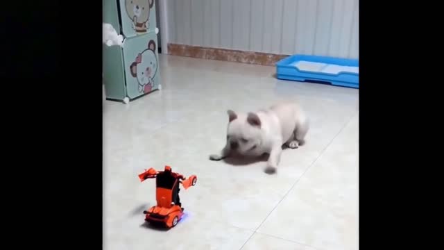 funny dog scar of a transformer car , you will laugh