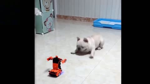 funny dog scar of a transformer car , you will laugh