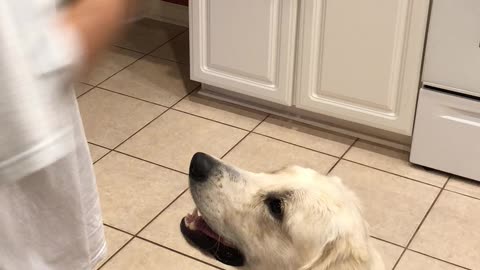 Service Dog Training Fails