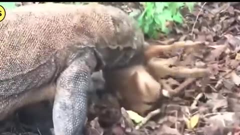 The Most Dangerous Animals Of The Continent
