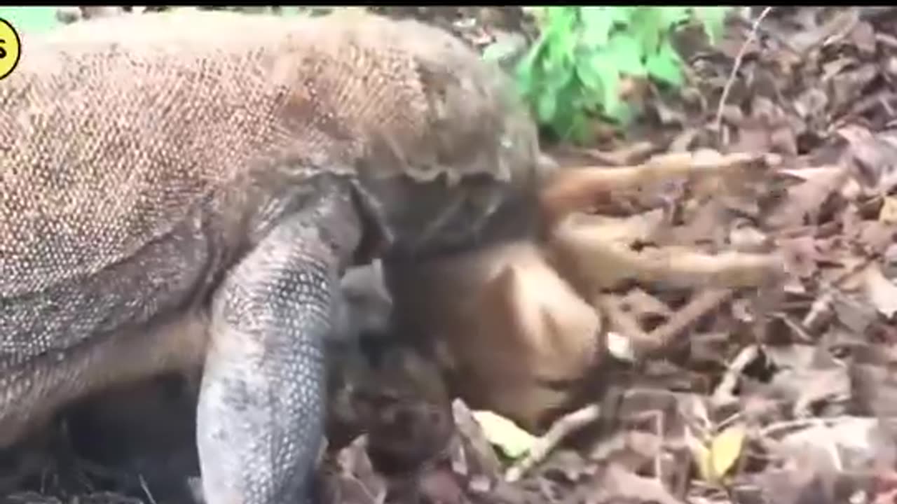 The Most Dangerous Animals Of The Continent