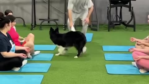 Dog Responsibility