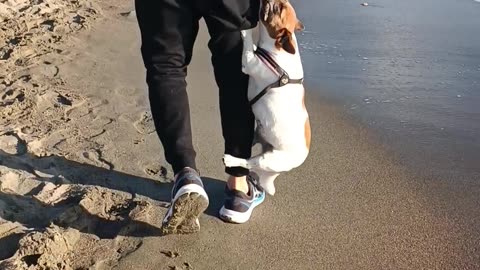 Dog Won't Let Go Of Stick