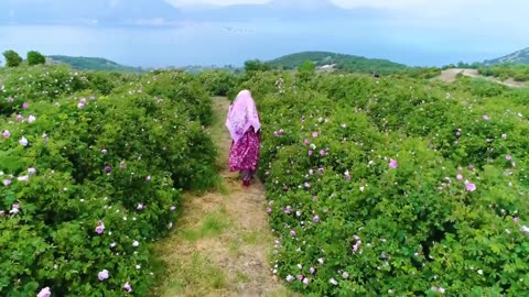 Beautiful Rose Harvesting and Rose Essential Oil Processing in Factory - Essential oil industry