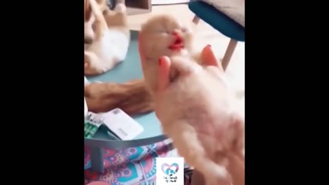 Animals Video - Cute Pets And Funny Animals 2024__ Cute Animals Of World ♥