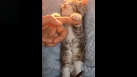 Cute Animals & Funny Pets | I dare you not to LAUGH!!