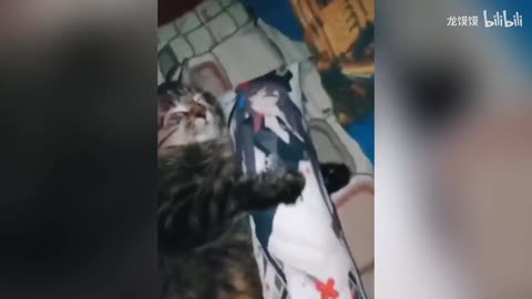 Animal confused behavior 91