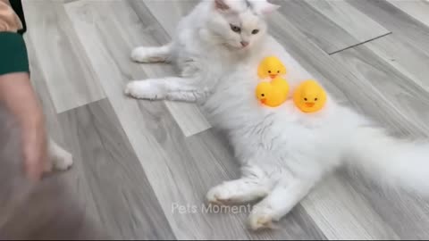 Who Can Resist This Adorable Kitten's Playtime at Home_