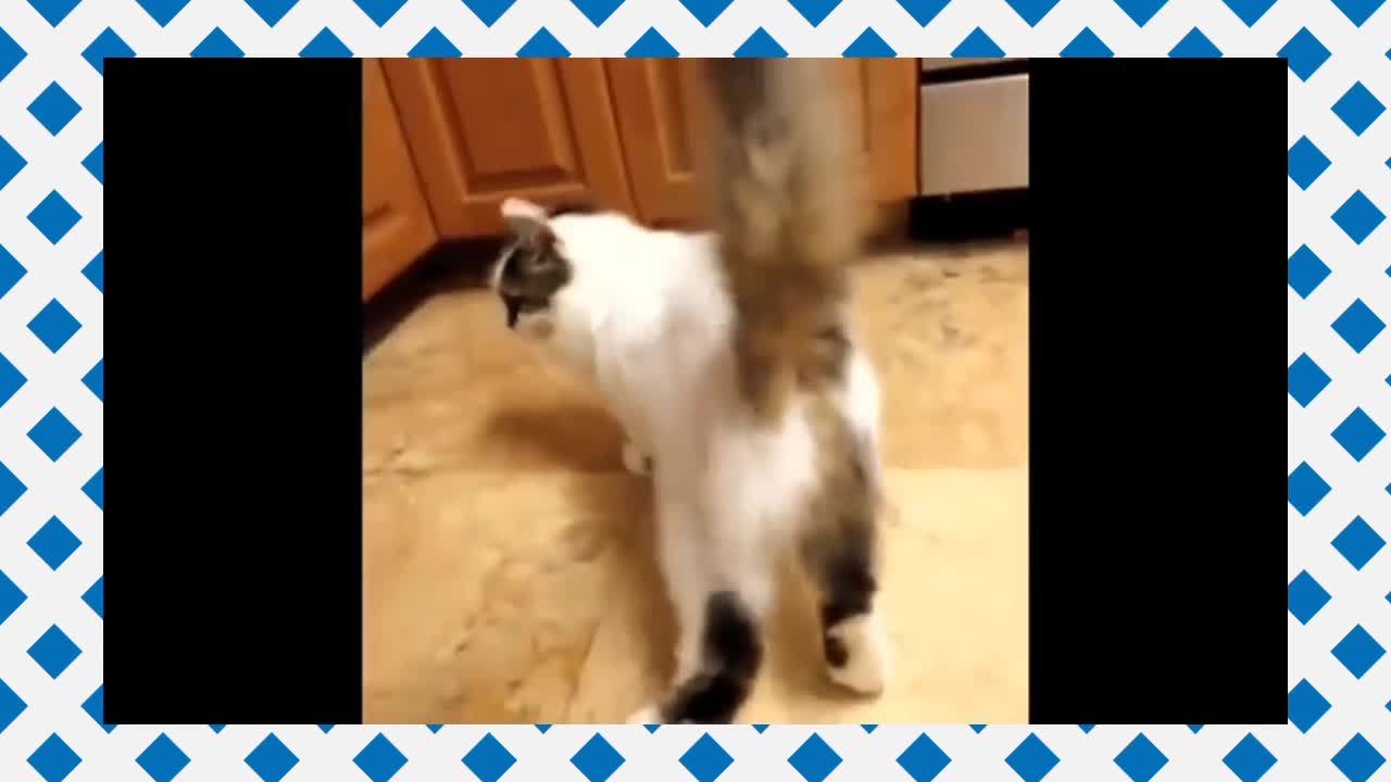 Funny Video(Cat Dancing)