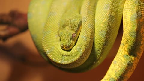 Yellow snake curled upside down