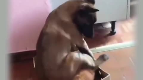 Funny animal