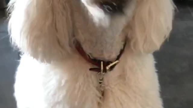 White poodle dog chewing on peanut butter