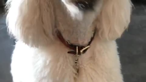 White poodle dog chewing on peanut butter