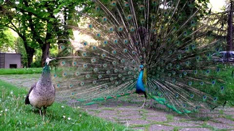 Two Peacock 🦚 dancing