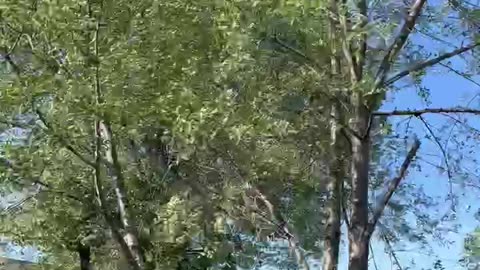 Windy Day