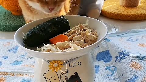 The little white cat has a round head