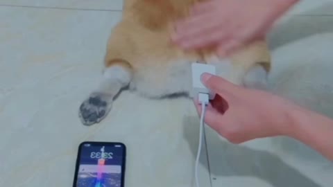 Funny video, funny animals