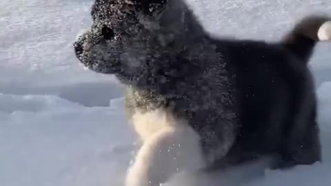 cute small dog