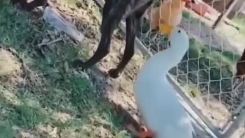 Funniest Cats and Dogs 🐶🐱 - Funny Animal