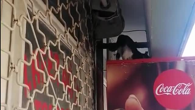 o gato sobe com seus filhos na parede