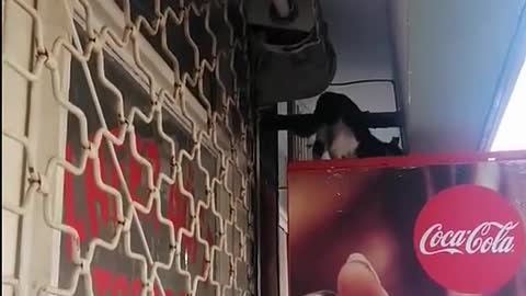 o gato sobe com seus filhos na parede