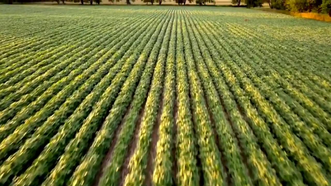 WWG1WGA Song