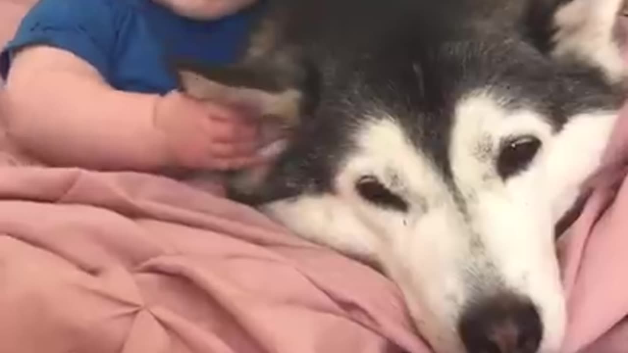 Cute baby 🐕 becoming best friend 💓