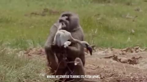 🦩😱 Hyena's Ambush: Snatching Flamingo Amidst Hundreds in Astonishing Wildlife Moment!"
