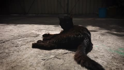 Black Cat In The Courtyard