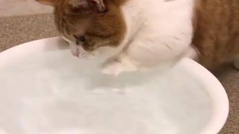 little cat who loves to play with water