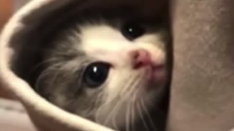 Cute cats and funny dogs video compilation