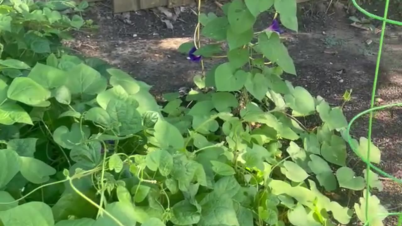 Major Garden Blunder #garden