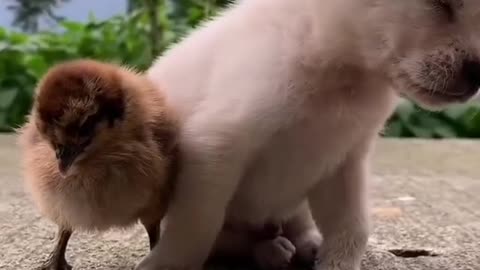 #DOG #PUPPIES #CUTE #PUPPIES_PLAY #FUNNIESTEVER The cute puppy🐕♥️ is sleeping with chick 🐥🐤♥️😍