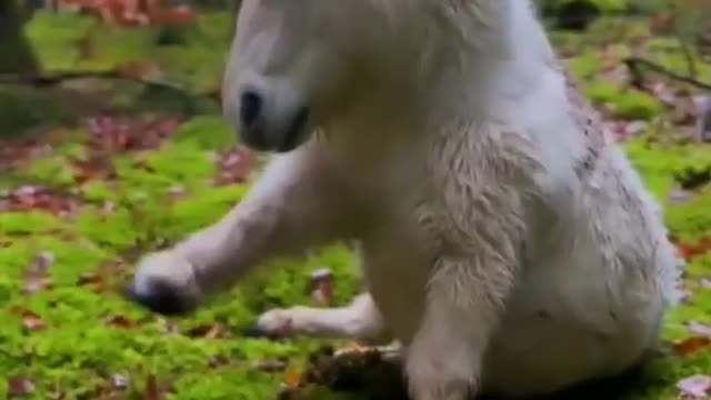 Pony Horse Activities