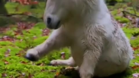 Pony Horse Activities